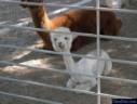 baby llama