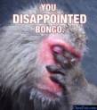 bongo