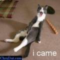 came cat