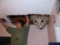 ceiling cat