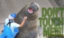touch walrus