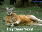 sexy kangaroo