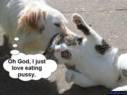 eating pussy
