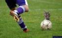 soccer cat